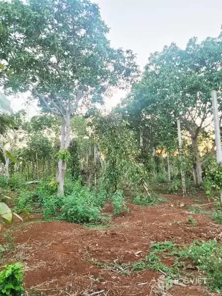 CƠ HỘI ĐẦU TƯ – NGAY LÔ ĐẤT 1.3HA GIÁ CHỈ 650 TRIỆU/SÀO! CUÔR ĐĂNG GIÁP HÒA THUẬN-BUÔN MATHUỘT - ĐĂK LĂK