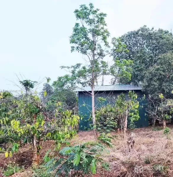 ĐẤT NÔNG NGHIỆP 1.7 HA, EA KAO - BUÔN MA THUỘT  - GIÁ HẤP DẪN 450 TRIỆU/SÀO