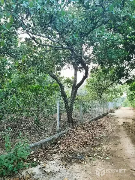 ĐẤT NÔNG NGHIỆP 1.7 HA, EA KAO - BUÔN MA THUỘT  - GIÁ HẤP DẪN 450 TRIỆU/SÀO