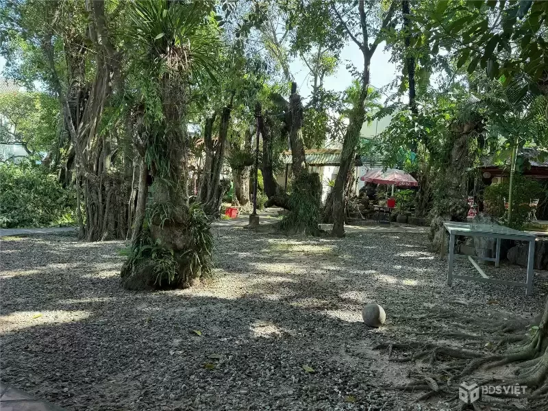 Quán Cafe View Vườn Cổ Thụ 1100m2, MT Đường Nguyễn Chí Thanh,Trung Tâm Dương Đông