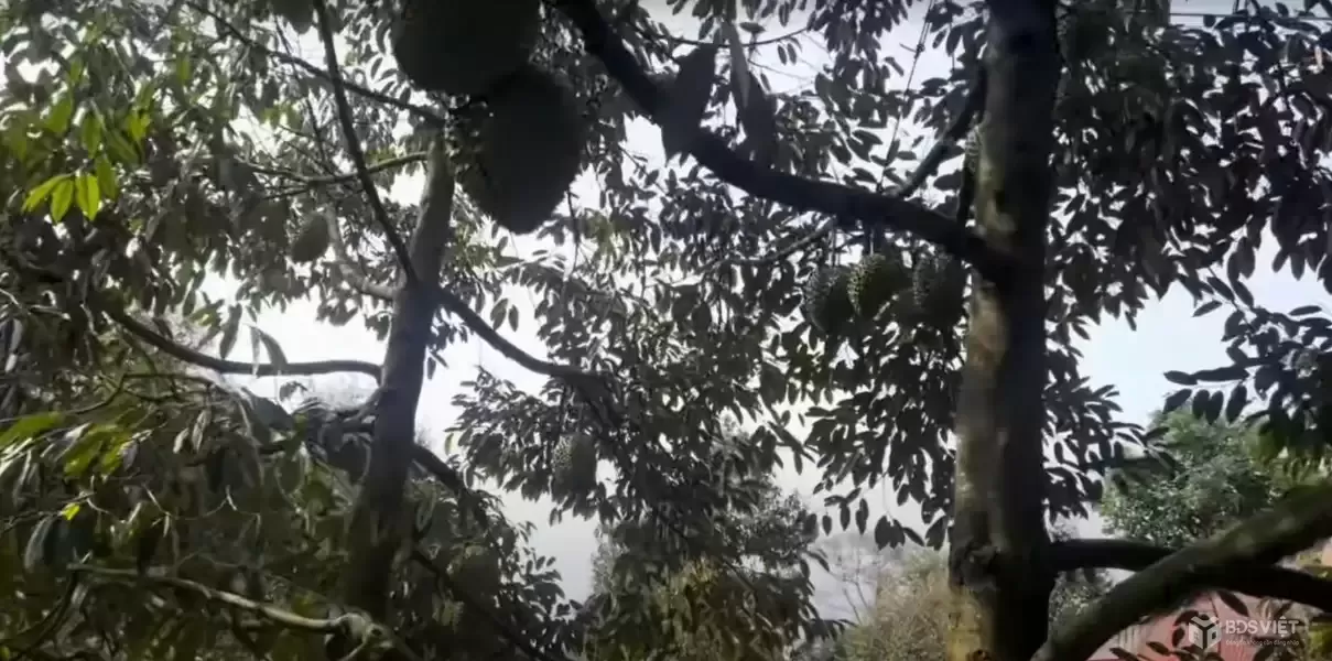 Cần bán gấp 9,4 sào đất đỏ ba zan – vườn sầu riêng đang thu, mặt tiền nhựa – gần sân bay Long Thành