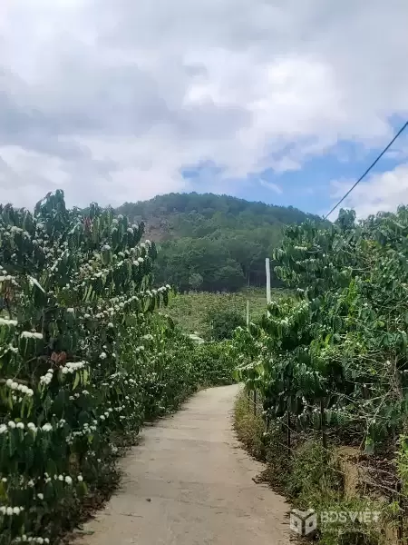 CẦN BÁN 6525M ĐẤT SỔ RIÊNG TÀ NUNG ĐÀ LẠT - giá chỉ 6 tỷ