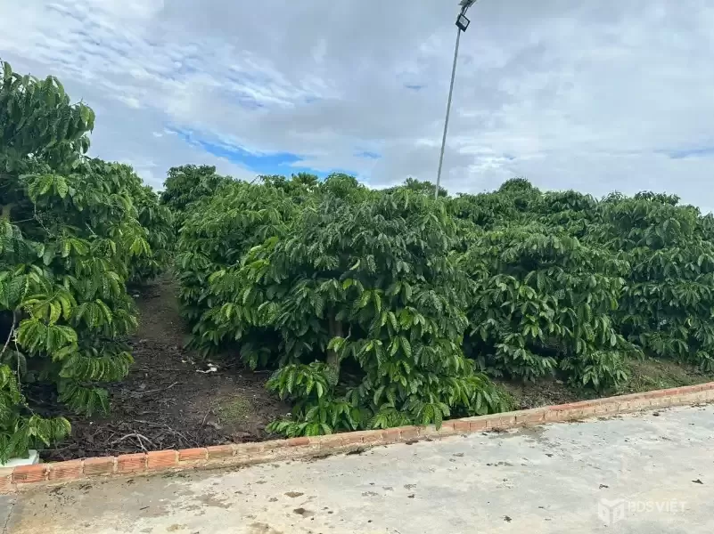 Bán 21000m2 ( 21 sào ) đất nhà , ao, vườn cà phê -Xã Liên Hiệp - Đức Trọng Lâm Đồng