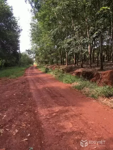 Chính chủ - Bán đất cao su mặt tiền đường kết nối DT 753 đi qua ngã tư 5 đô