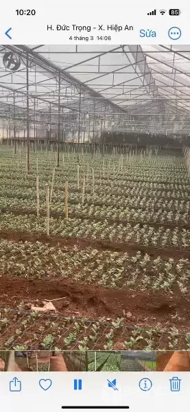 HẠ GIÁ KỊCH SÀN - BÁN GẦN 5000M2 HIỆP AN - GIẢM 5 TỶ