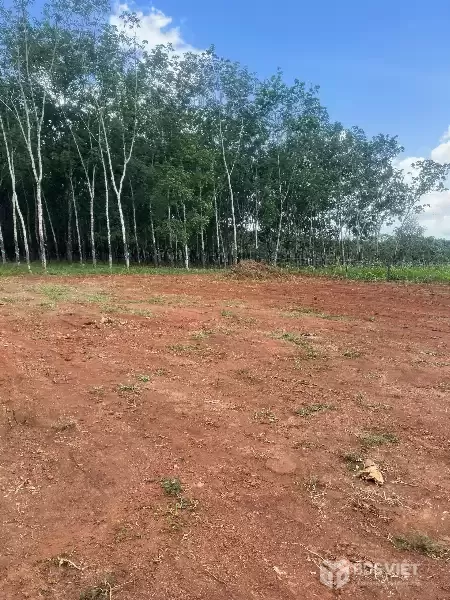???? Cơ Hội Đầu Tư Đất Nền Long Hà – Phú Riềng, 370m², Pháp Lý Rõ Ràng, Giá Tốt ????