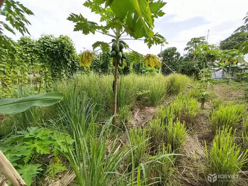 Cần bán lô đất Diên Lạc 121,7m sát bên đường nhựa Vườn Thành và đường Lạc Bình đang mở rộng sắp hoàn thiện