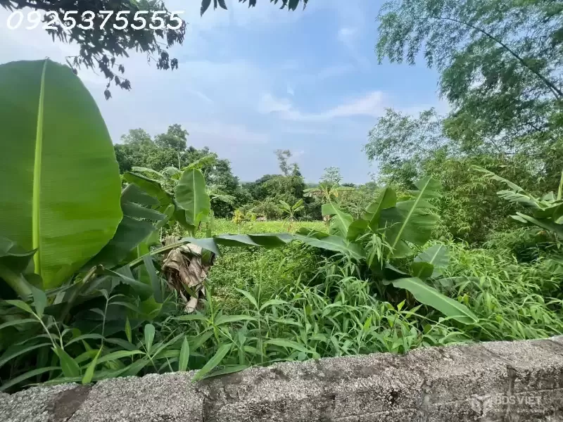 Siêu phẩm đất đẹp vuông như bánh chưng, giá rẻ tại Phú Mãn, Quốc Oai