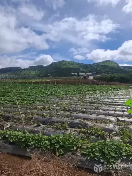 GIÁ 1 TỶ 080 TRIỆU - LÔ ĐẤT ĐẸP An Ninh, Xã Liên Hiệp, Đức Trọng, Lâm Đồng