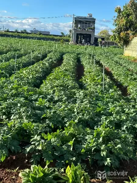 BÁN 505m2 ĐẤT TỔ 32 THỊ TRẤN LIÊN NGHĨA ĐỨC TRỌNG - LÂM ĐỒNG