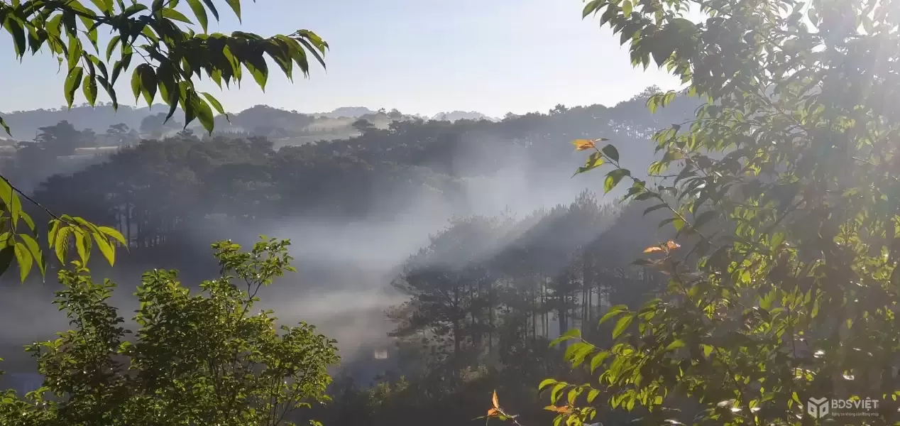 CHO THUÊ ĐẤT NÔNG NGHIỆP VIEW RỪNG THÔNG – P. CAM LY (P.5), ĐÀ LẠT