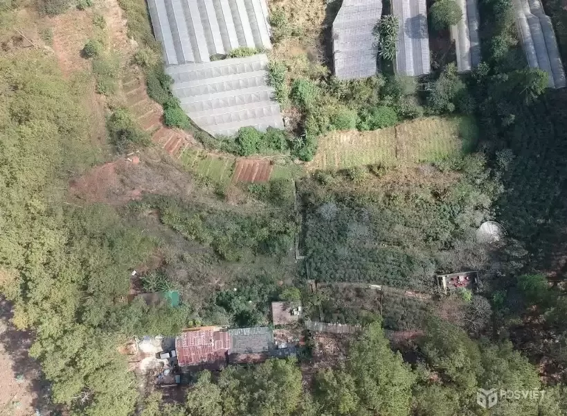 CHO THUÊ ĐẤT NÔNG NGHIỆP VIEW RỪNG THÔNG – P. CAM LY (P.5), ĐÀ LẠT