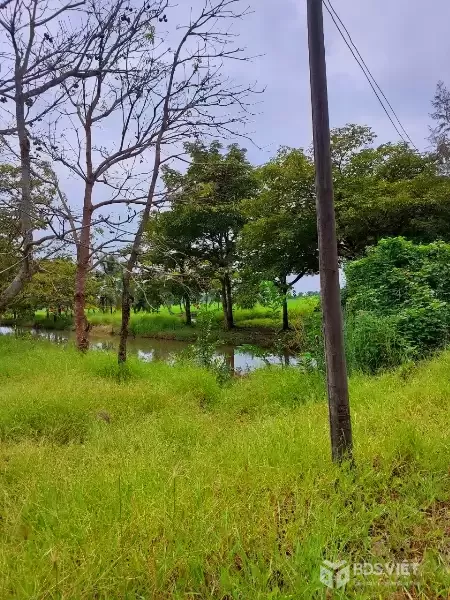 CẦN BÁN 1255M2 ĐẤT VƯỜN ĐƯỜNG XE HƠI TỚI ĐẤT