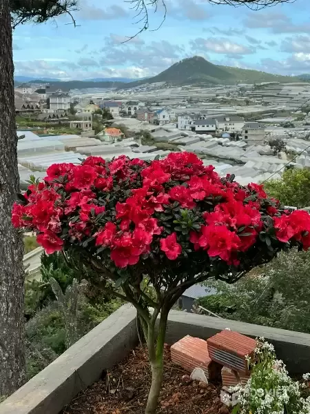 Cho thuê homestay 1500m2 đường Hùng Vương- phường 11 Đà Lạt giá 45 triệu