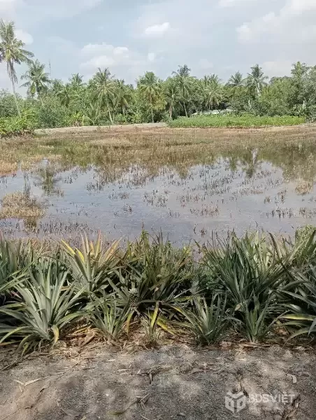 Bán lô đất dt lớn xã Hựu Thạnh , Đức Hòa tdt 5456m2 ( 197m2 thổ) giá 3,45 tỷ