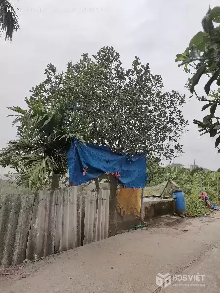 Bán gấp giá rẻ nhà, đất Chương Dương 767m, cấp 4, mặt tiền 14m, 2 tỷ Thường Tín.