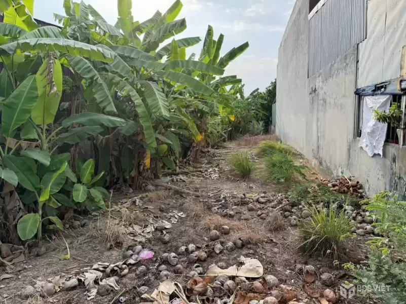 Bán đất thổ lúa mặt tiền ĐT 824 , ấp 8 , Lương Hòa, Bến Lức dt 320m2 ( 130m2 thổ) giá 8,4 tỷ