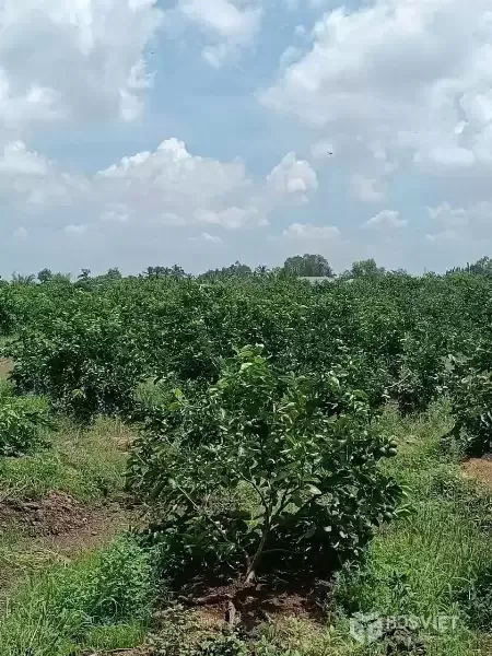 Bán đất vườn đường đá xanh xe oto tới đất xã Thạnh Hòa, Bến Lức dt 1000m2 giá chốt 1,25 tỷ