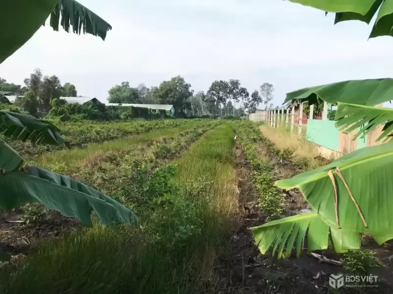 CẦN BÁN 1312M2 ĐẤT VƯỜN ĐƯỜNG XE TẢI TỚI ĐẤT