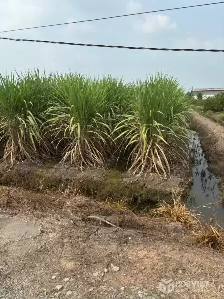 Bán đất vườn vuông vức đường xe oto đá xanh xã Lương Hòa dt 4800m2 giá 8,3 tỷ