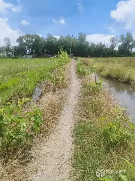 CẦN BÁN 4789M2 ĐẤT LÚA GIÁ ĐẦU TƯ HẺM XE MÁY