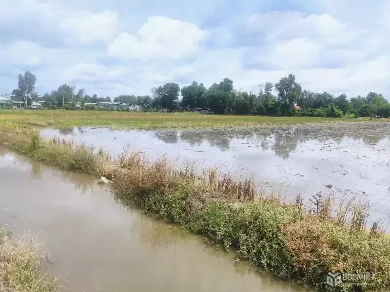 CẦN BÁN 4789M2 ĐẤT LÚA GIÁ ĐẦU TƯ HẺM XE MÁY