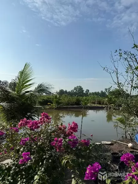 ĐẦU TƯ SINH LỜI - Chính Chủ Cần Bán Nhà Đất Tại Ấp 3, xã Tân Thành , huyện Thủ Thừa , tỉnh Long An