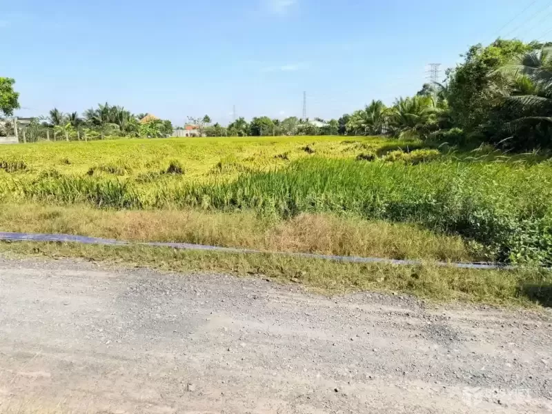 Bán đất lúa đường đá xanh xe tải xã Nhựt Chánh dt 3004m2 giá 4,85 tỷ