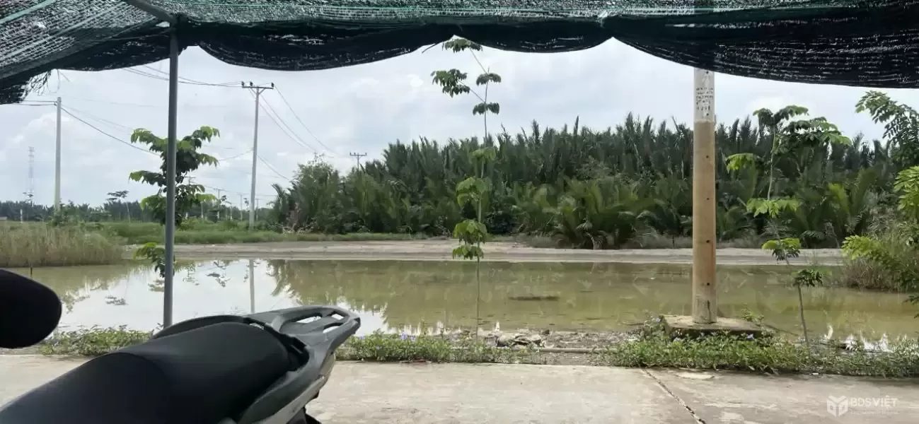 BÁN 555M2 ĐẤT SẴN SỔ MẶT TIỀN ĐƯỜNG CÁ SÚC-BÌNH KHÁNH-CẦN GIỜ