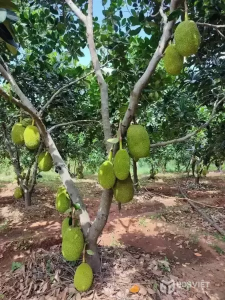 Bán đất view kênh đường xe ben xã Bình Đức dt 2000m2 ( 200m2 thổ ) giá 1,7 tỷ