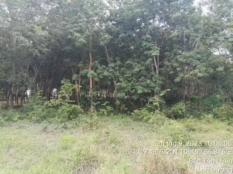 BẮC TÂN UYÊN, NGÂN HÀNG THANH LÝ ĐẤT NGANG 11M, DT 1536.8M2, ĐƯỜNG BÊ TÔNG 4M, GIÁ  1 TỶ 606