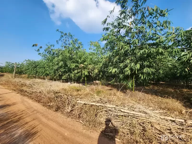 ĐẤT THỔ CƯ MINH THẠNH DẦU TIẾNG, NGÂN HÀNG THANH LÝ 4213.8M2,  NGANG 50M, GIÁ NHỈNH 1 TỶ 719 TRIỆU