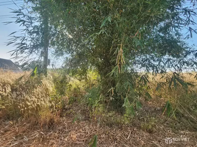 ĐẤT THỔ CƯ MINH THẠNH DẦU TIẾNG, NGÂN HÀNG THANH LÝ 4213.8M2,  NGANG 50M, GIÁ NHỈNH 1 TỶ 719 TRIỆU