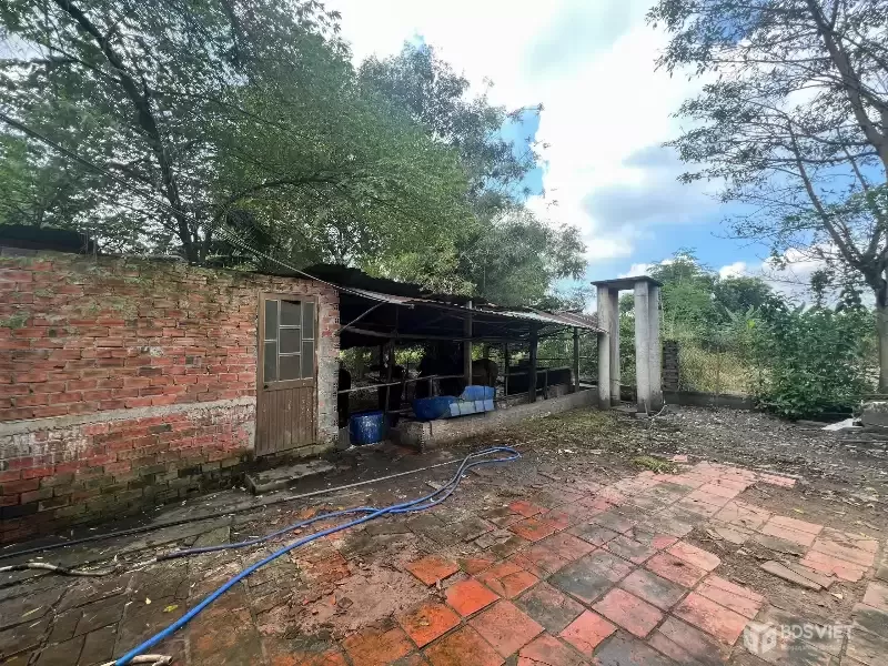 NHÀ PHÚ CHÁNH TÂN UYÊN, NGÂN HÀNG THANH LÝ GẤP ĐÁT CÓ NHÀ, DT 483M2, GIÁ 2 TY 6