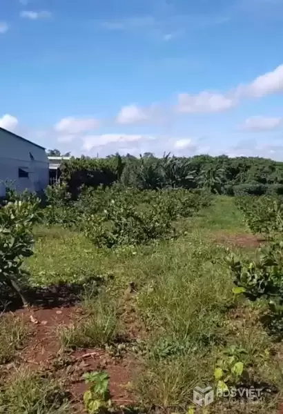 Chính Chủ  Bán Lô Đất Đẹp Tại Xã Bình Sơn , Huyện Phú Riềng T. Bình Phước