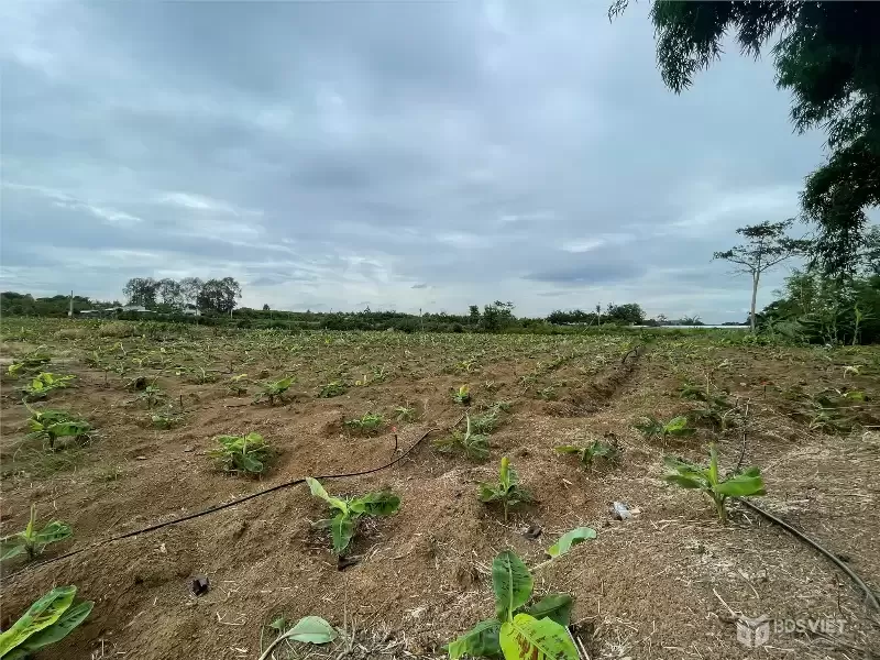 CƠ HỘI ĐẦU TƯ SIÊU HẤP DẪN - CẦN BÁN GẤP ĐẤT – GIÁ NGỘP HIẾM CÓ TẠI Sông Ray, Cẩm Mỹ