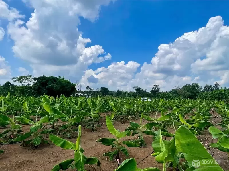 CƠ HỘI ĐẦU TƯ SIÊU HẤP DẪN - CẦN BÁN GẤP ĐẤT – GIÁ NGỘP HIẾM CÓ TẠI Sông Ray, Cẩm Mỹ
