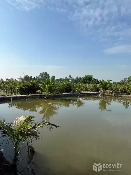 SIÊU PHẨM ĐẦU TƯ - Đất Vườn 1ha - 2.000 Cây Mai - Lợi Nhuận Hấp Dẫn xã Tân Thành, Thủ Thừa, Long An