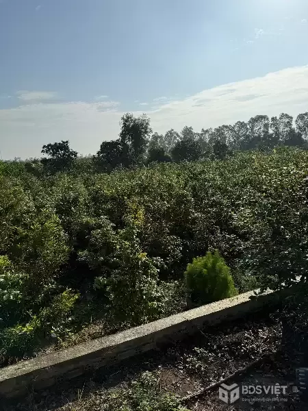 SIÊU PHẨM ĐẦU TƯ - Đất Vườn 1ha - 2.000 Cây Mai - Lợi Nhuận Hấp Dẫn xã Tân Thành, Thủ Thừa, Long An