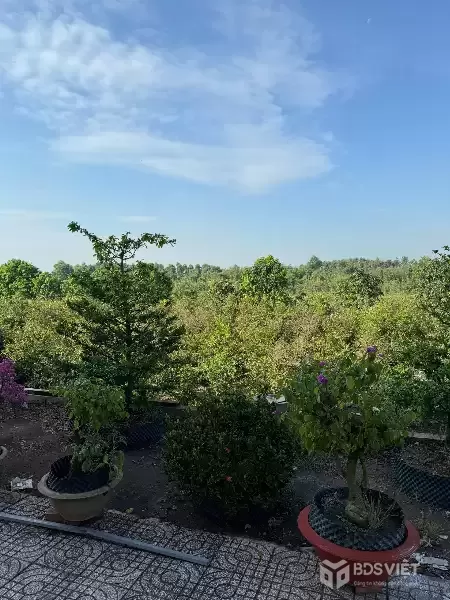 SIÊU PHẨM ĐẦU TƯ - Đất Vườn 1ha - 2.000 Cây Mai - Lợi Nhuận Hấp Dẫn xã Tân Thành, Thủ Thừa, Long An