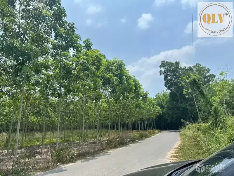 Cho thuê nhà xưởng đang xây – Phú Giáo, Bình Dương – 2.880m²